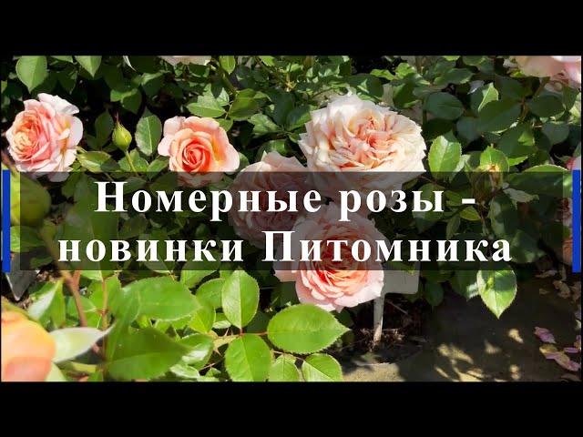 Номерные розы - новинки Питомника . Питомник растений Е. Иващенко