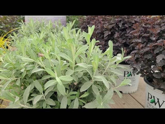 Salix Iceberg Alley'™ (Sageleaf Willow) // Magnificent, Very Hardy, Dwarf Shrub with SILVERY Foliage