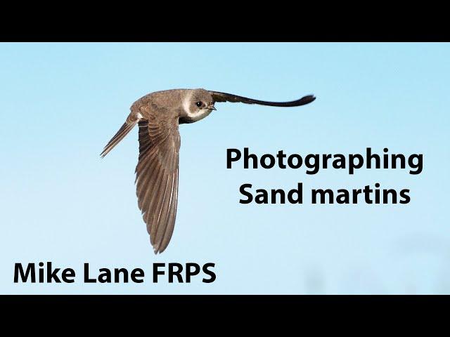 Photographing Sand martins