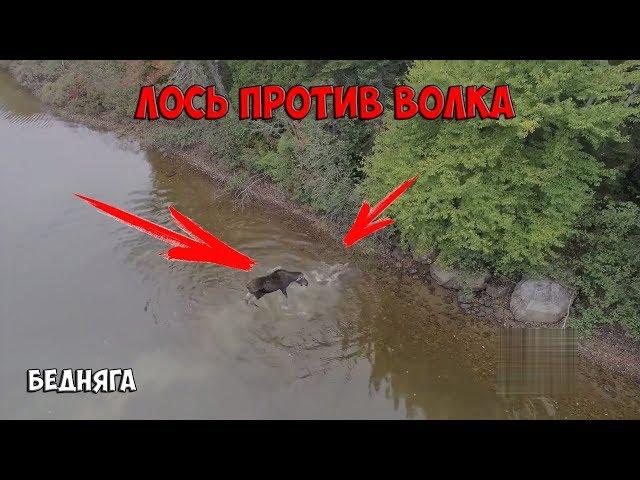 Лось против Волка / Moose vs Wolf