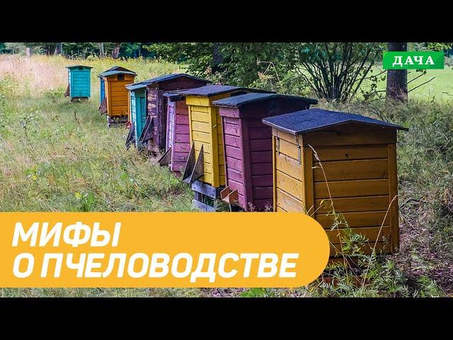 Мифы о пчеловодстве. Что такое дикий мёд и дикие пчелы? МОЯ ПАСЕКА