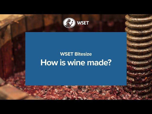 WSET Bitesize - How is wine made?