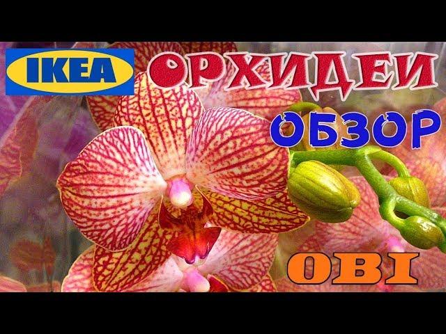 Свежайший завоз орхидей в ИКЕА | Орхидеи в ОБИ | Обзор | Орхидеи IKEA, OBI