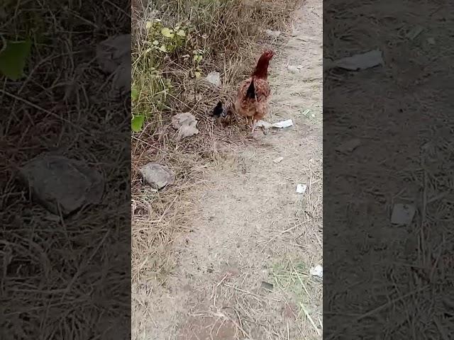 Mother chicken giving her young ones food.