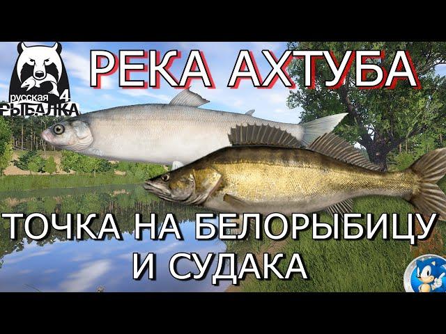 РЕКА АХТУБА  ТОЧКА НА БЕЛОРЫБИЦУ И СУДАКА Русская Рыбалка 4 (РР4)