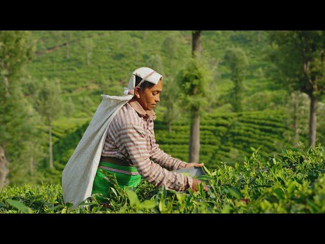 NILGIRI BIOSPHERE RESERVE | NON-FICTION FILM | PSG - GRD | KALAIKUVIYAL