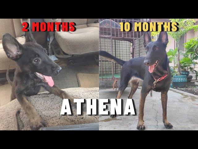 Vlog 127: TRANSFORMATION OF ATHENA | Belgian Malinois