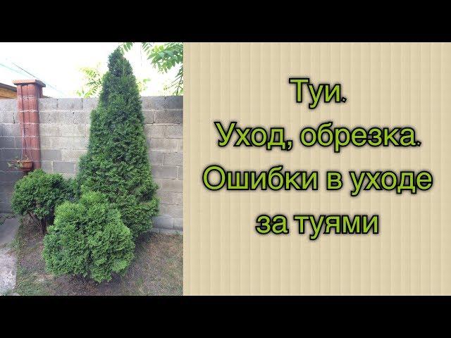 Туи.  Уход, обрезка.  Ошибки в уходе за туями