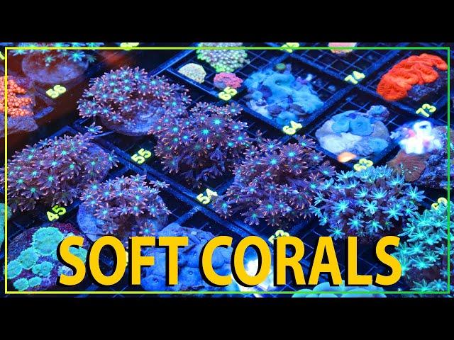 ALL NEW SOFT CORALS !