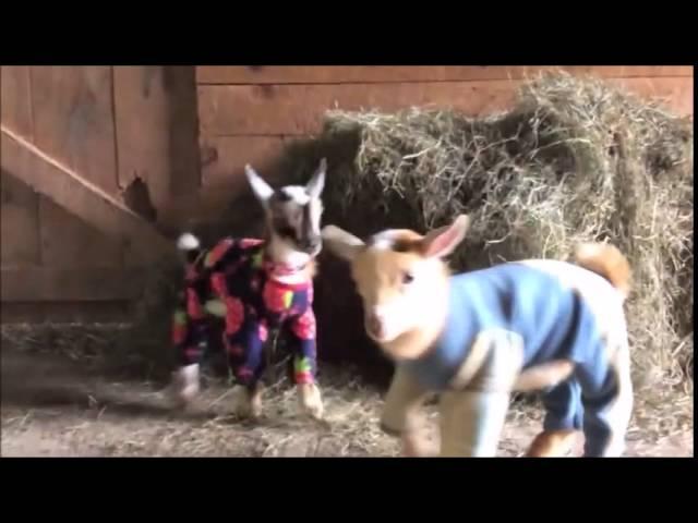 Goats in pajamas