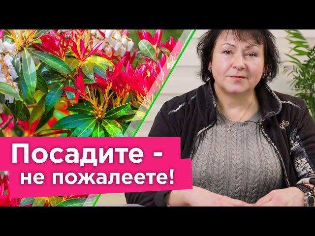 САМЫЙ КРАСИВЫЙ ЦВЕТОК ДЛЯ ТЕНИ! Посадите в саду и любуйтесь необычным цветением без лишних хлопот