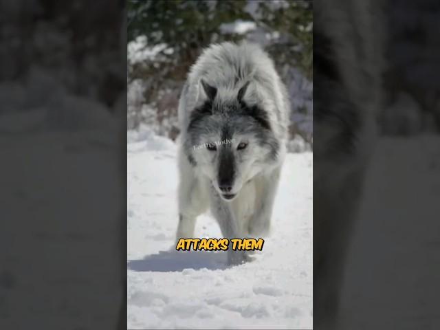 Why Wolf can't be a pet?