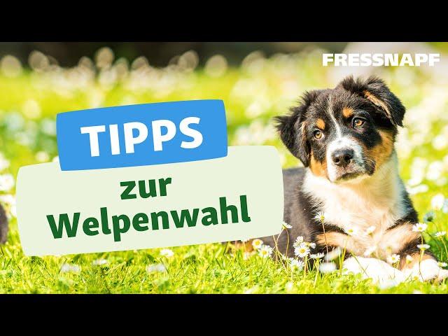 Welcher Hund passt zu mir? Unsere Tipps zur Welpenwahl