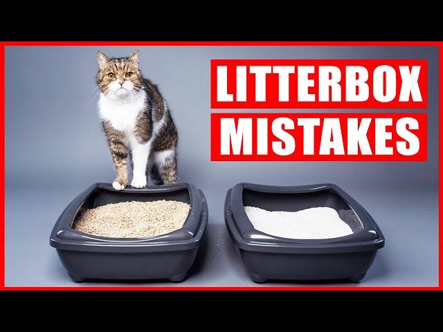 You’re Setting Up Your Litter Box All Wrong! (Biggest Litter box Mistakes)