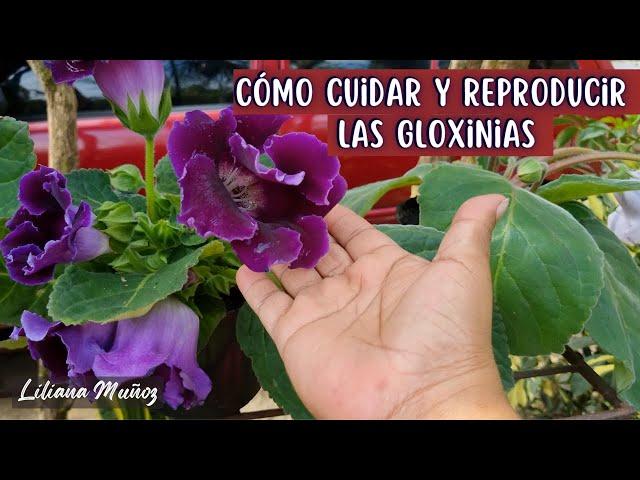 CÓMO CUIDAR  Y REPRODUCIR LAS GLOXINIAS/Liliana Muñoz