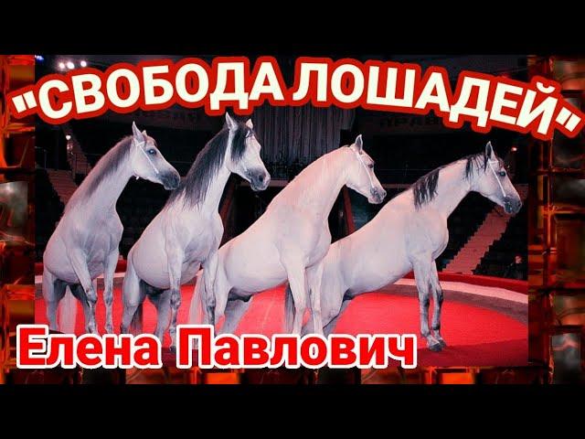 Цирковой номер "Свобода  лошадей " .Елена Павлович и терские лошади /Liberty horses.Elena Pavlovich