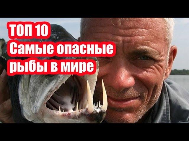 ТОП 10 Самые опасные рыбы в мире | ИНТЕРЕСНЫЕ ФАКТЫ