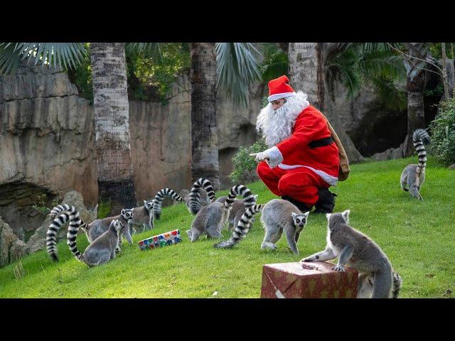 Los animales de BIOPARC Valencia reciben los regalos de Papá Noel