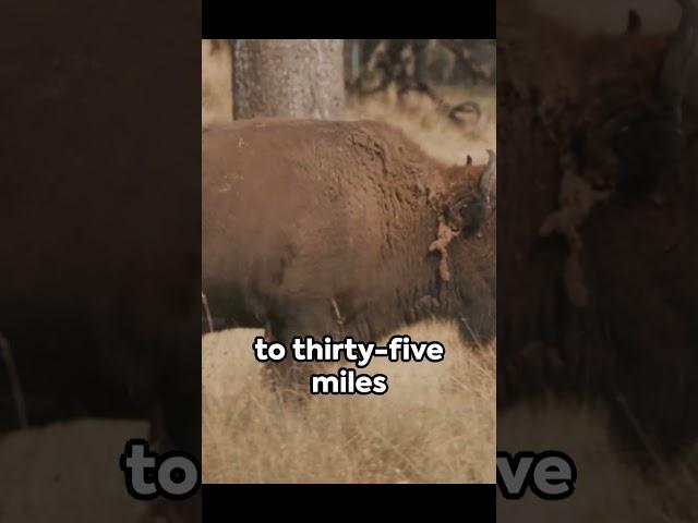 American Bison Uncovered: Top 5 Hidden Facts  #shorts #quickinsights #animals