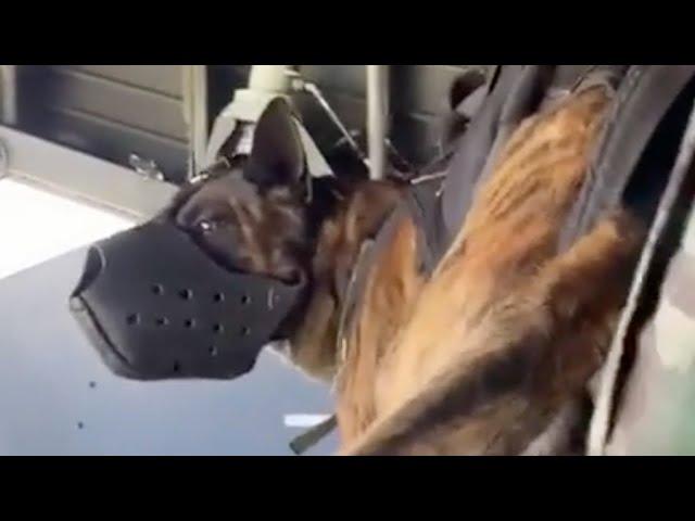 Airborne Dog Jumps From Plane With Special Forces