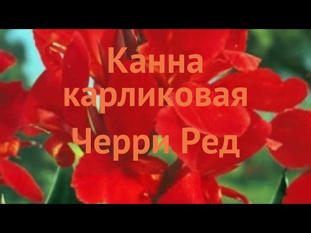 Канна карликовая Черри Ред (canna dwarf cherry red)  обзор: как сажать, луковицы канну Черри Ред