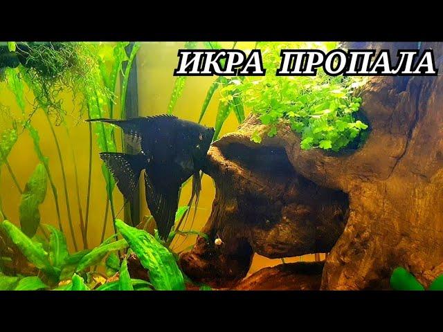 Третий день икра Скалярий! С разводни