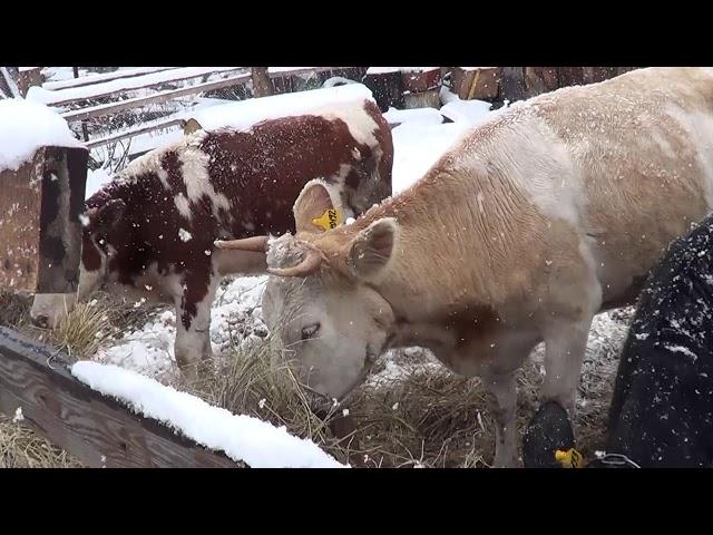 КУПИЛ СЕНО А ТАМ ЗАГАДКА. - ОТВЕТЫ НА СОВЕТЫ . Лпх Дом Велеса - жизнь за городом