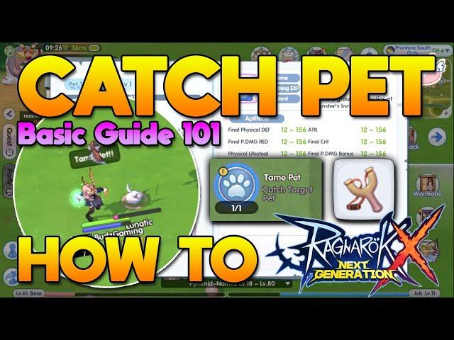 How To Catch Pet? Basic Guide 101, Can Boost Stats! [ROX]