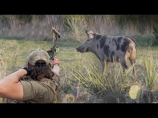 Bow Hunting Wild Hogs WESTERN STYLE | 2 Perfect Shots!
