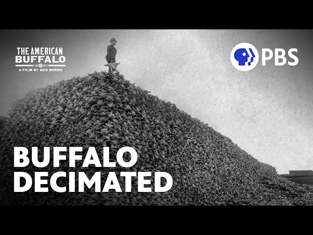 The Largest Destruction of Animals in Modern History | The American Buffalo | A Film by Ken Burns