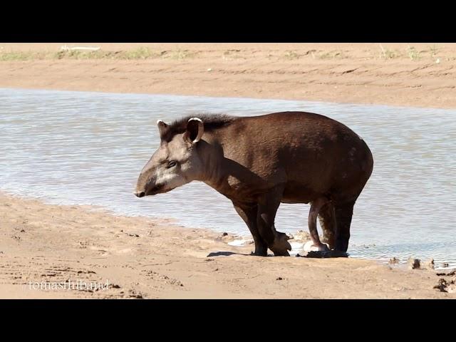 Tapir en el Impenetrable Chaqueño