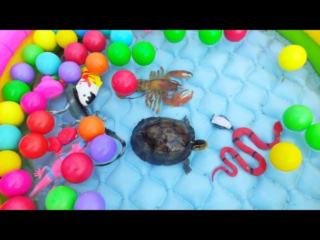 Finding Turtles, Goldfish, Betta Fish, Eels, Penguins, Pufferfish, Koi Fish