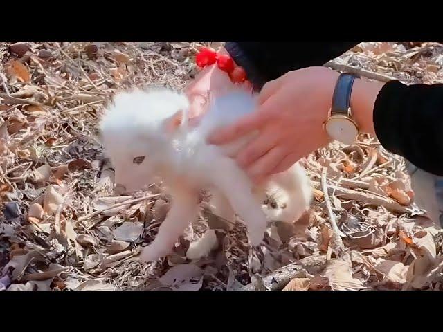 Saving a lost puppy in the forest, man is terrified when it grows up to not be a dog