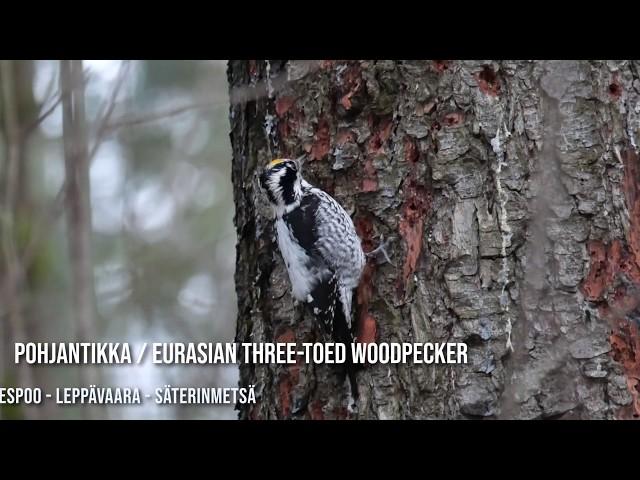 Pohjantikka / Eurasian Three-toed Woodpecker