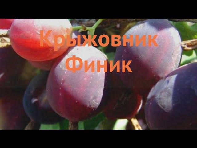 Крыжовник обыкновенная Финик (ribes grossularia)  Финик обзор: как сажать, саженцы крыжовника Финик