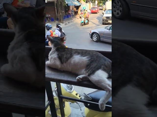 People Watching With A Bar Kitty In Bangkok, Thailand