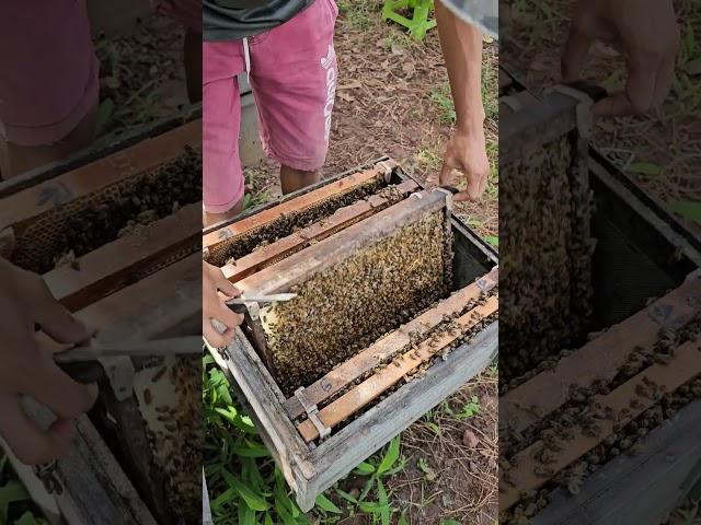Preparing to create a new bee king