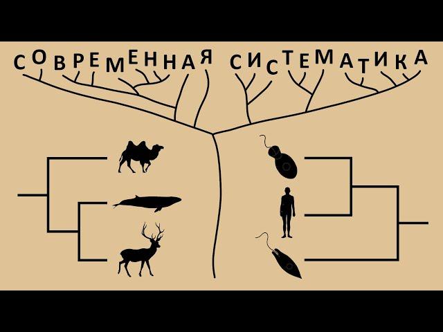 Современная систематика