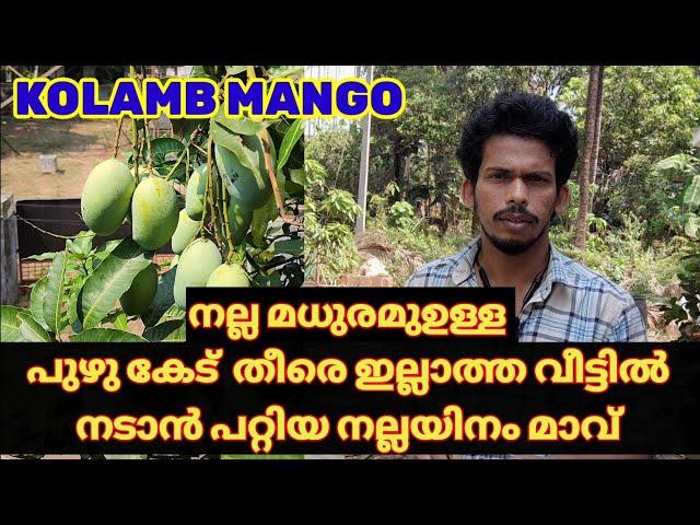 Kolamb mango | ഡ്രമ്മില്‍ വെക്കാന്‍ പറ്റിയ നല്ല taste ഉള്ള  നല്ലയിനം മാവ് .