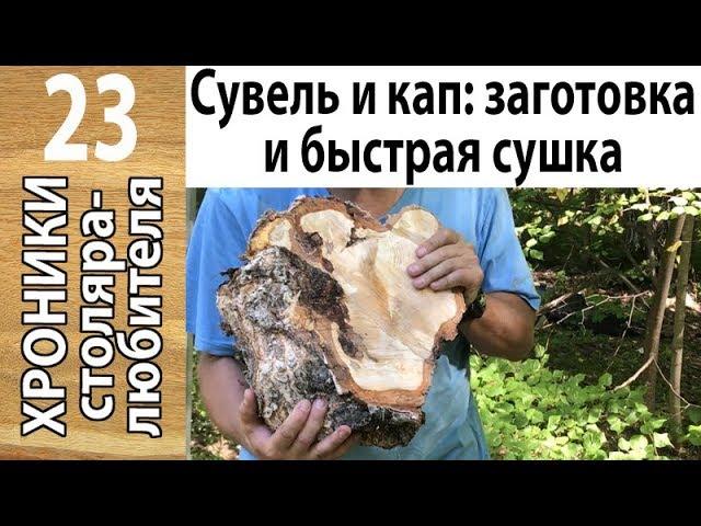 Заготовка и быстрая сушка березового сувеля и капа