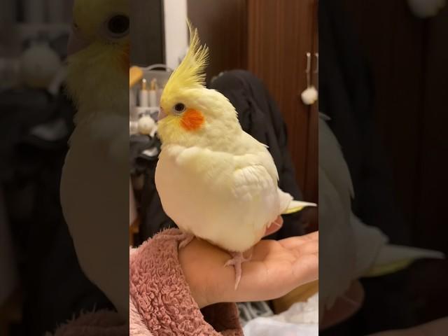 Cuteness Overload #Cutepets #cockatiel #kawaii #cockatielscraze