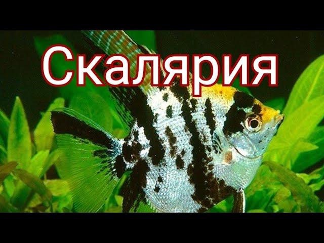 Скалярия. Уход разведение кормление и виды.