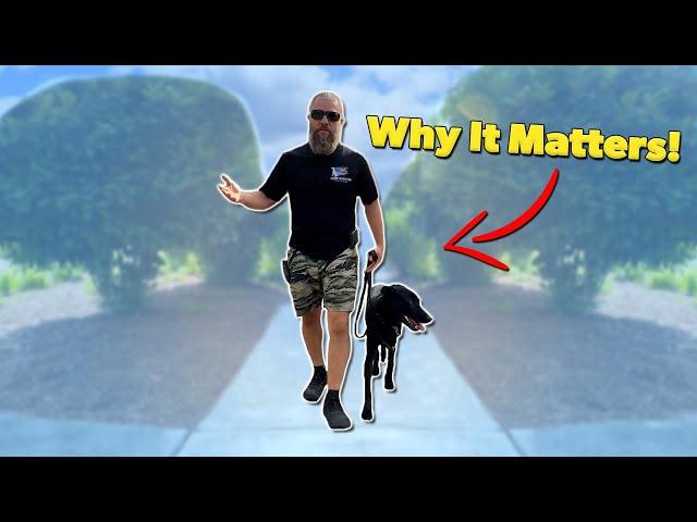 How to Have a Structured Walk with Your Dog!