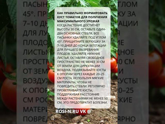 Как правильно формировать куст томатов для получения максимального урожая  #сад  #агротехнологии