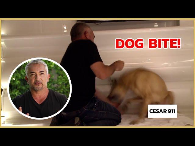 Cesar Millan gets bitten by an insecure dog! | Cesar 911