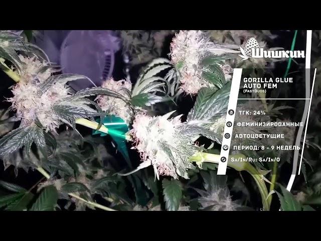 Сорт конопли Gorilla Glue Auto fem (Fastbuds)