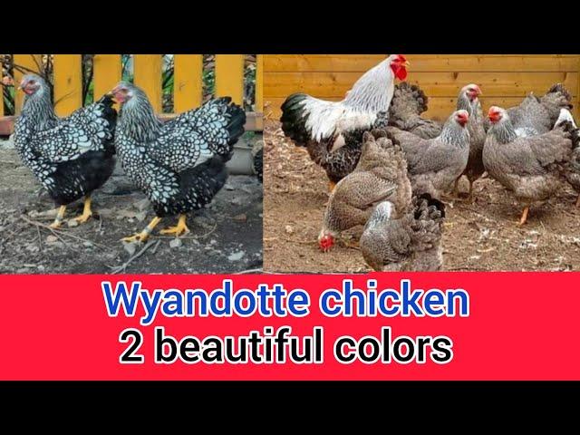 Wyandotte chicken 2 beautiful colors | wyandotte chicken breed | silver laced wyandotte | wyandotte