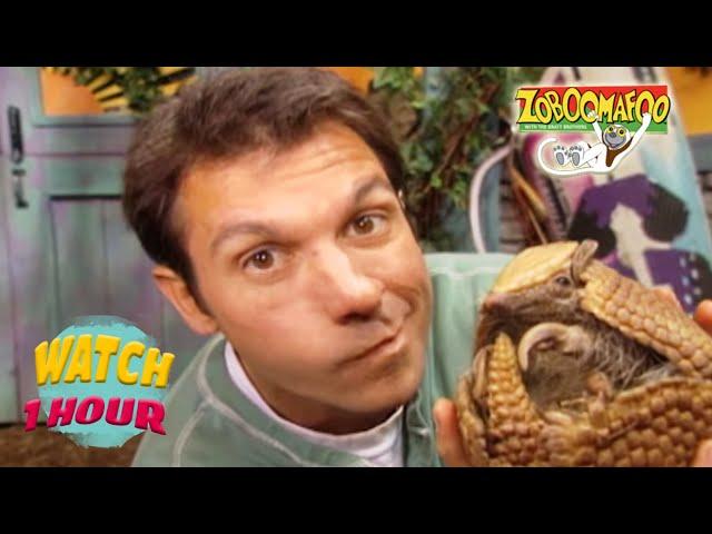  Zoboomafoo with the Kratt Brothers! HD | Full Episodes Compilation 