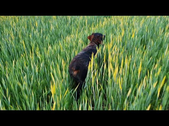 Beretta, Epagneul Breton training. Pointing quails