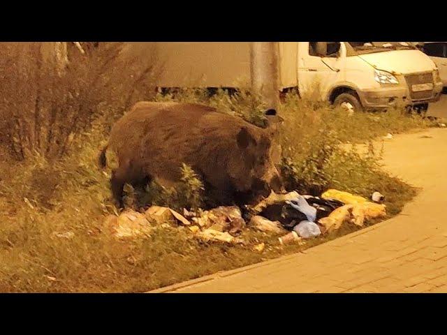 Огроменный кабанище гуляет по Балашихе